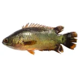 তাজা দেশি কৈ মাছ – Low Price in BD Fresh Koi Fish 100% Pure & Chemical-Free